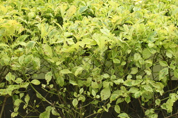 leaf texture of plant shrubs