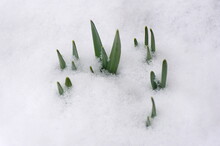 Green Daffodil Sprouts Growing Above The Snow Covered Ground