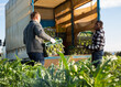 © JackF - Experienced farmers loading truck with freshly harvested artichokes in plastic crates on farm field