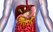 Human digestive system anatomy. 3d illustration..