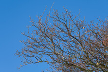 Tree With Bare Branches In Winter With Blue Sky. Background Photo 