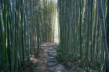 京都　洛西の竹の小路