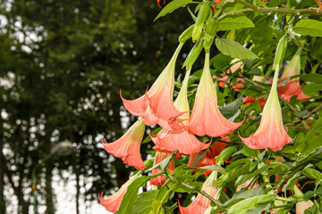 Wall Mural - Brugmansia flower