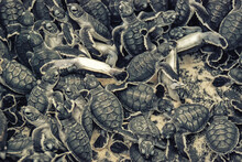 Mass Of Green Sea Turtle Hatchlings,(Chelonia Mydas)