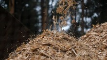 Waste Wood Chips Are Poured Into A Heap.