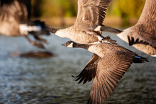 A Flock Of Canada Geese Taking Off In The Early Morning Sun