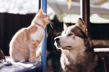 ginger cat walks on a trampoline and dog Alaskan malamute, funny animals