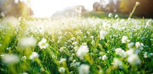 Fotomurales - Summer spring beautiful natural scenery. Blooming lush green grass in meadow outdoors. Small fluffy flowers in grass on nature, close-up.