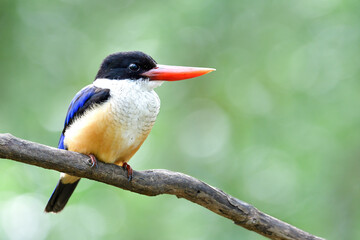 Wall Mural - most lovely blue bird with red beaks and black head calmly sitting on thin branch over bright bokeh green background