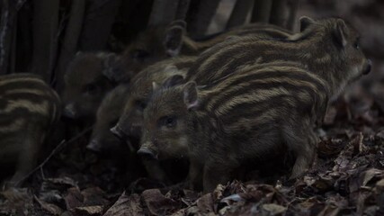 Wall Mural - closeup young wild boars sus scrofa calm piggy gathering together in dark woods. wildlife tranquil s