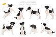Smooth fox terrier clipart. Different poses, coat colors set.