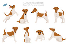 Smooth Fox Terrier Clipart. Different Poses, Coat Colors Set.