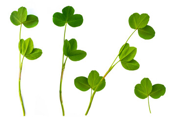 green clover leaves isolated on white background. St.Patrick 's Day