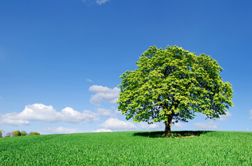 Wall Mural - idyllic landscape, lonely tree among green fields