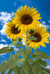 Wall Mural - sunflowers against blue sky and white clouds