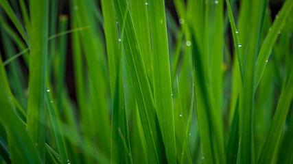 Green grass with dew drop in the morning