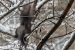 Black squirrel with a white belly among the snow-covered branches