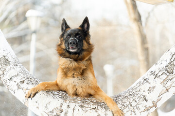 Wall Mural - German Shepherd made a funny snout trying to jump over a tree