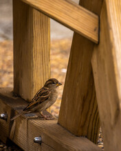 Brown Sparrow Sitting In A Wood