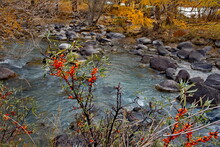 Russia. Gorny Altai. Sea Buckthorn Bushes With Ripe Berries On The Autumn Bank Of The Mountain River Kyzyl-Chin.