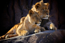 Two Young Lion Cub Sibling In A Pride Sitting On A Rock Next To Each Other