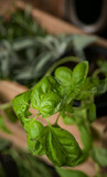 Fototapeta Dmuchawce - Close up view of basil and sage leaves against wood background food photography