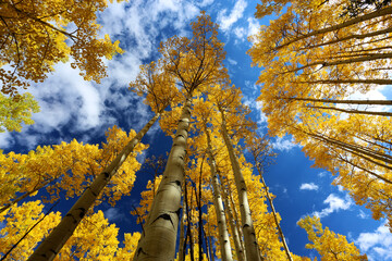 Beautiful canopy of golden and yellow aspen leaves in a forest against a blue sky in southwestern Colorado in autumn season