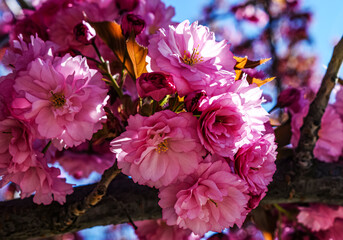 Wall Mural - Flores rosas de un cerezo en primavera.