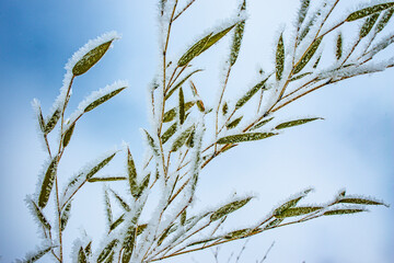 Wall Mural - frozen plants bamboo in winter