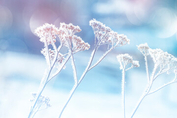 Wall Mural - frozen plants in winter