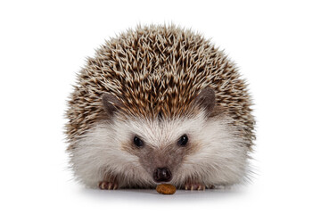 Fototapete - Adult male Four toed Hedgehog aka Atelerix albiventris. Sitting facing front eating cat kibble. Isolated on a white background.