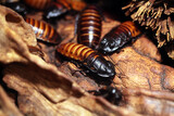 Fototapeta Dmuchawce - Madagascar hissing cockroach (Gromphadorhina portentosa)