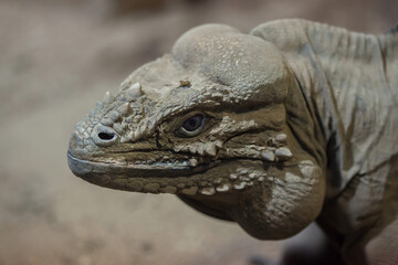 Poster - Rhinoceros iguana (Cyclura cornuta)