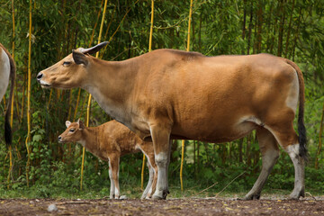 Wall Mural - Javan banteng (Bos javanicus), also known as the tembadau