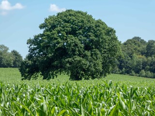 Canvas Print - field of sweetcorn growing in the summer sunshine