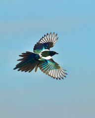 Magpie in flight, banking into a turn, which showcases the topside of the wings'  iridescent plumage