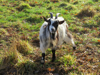 Wall Mural - pretty black and white goat alone in a field