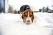 szczeniak beagle  - świat z poziomu jego oczu