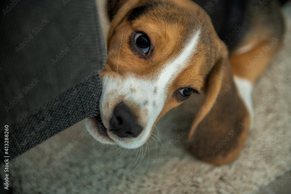nieposłuszny beagle szczeniak gryzie meble - obrazy, fototapety, plakaty 