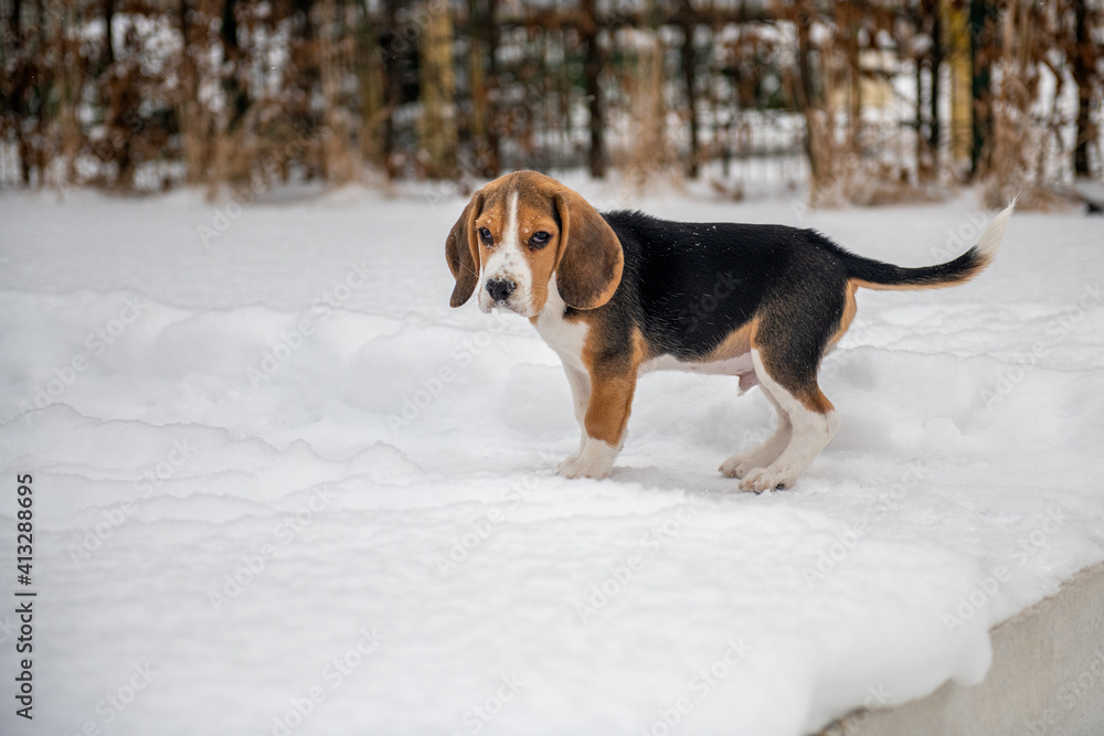 szczeniak beagle na zimowym spacerze - obrazy, fototapety, plakaty 