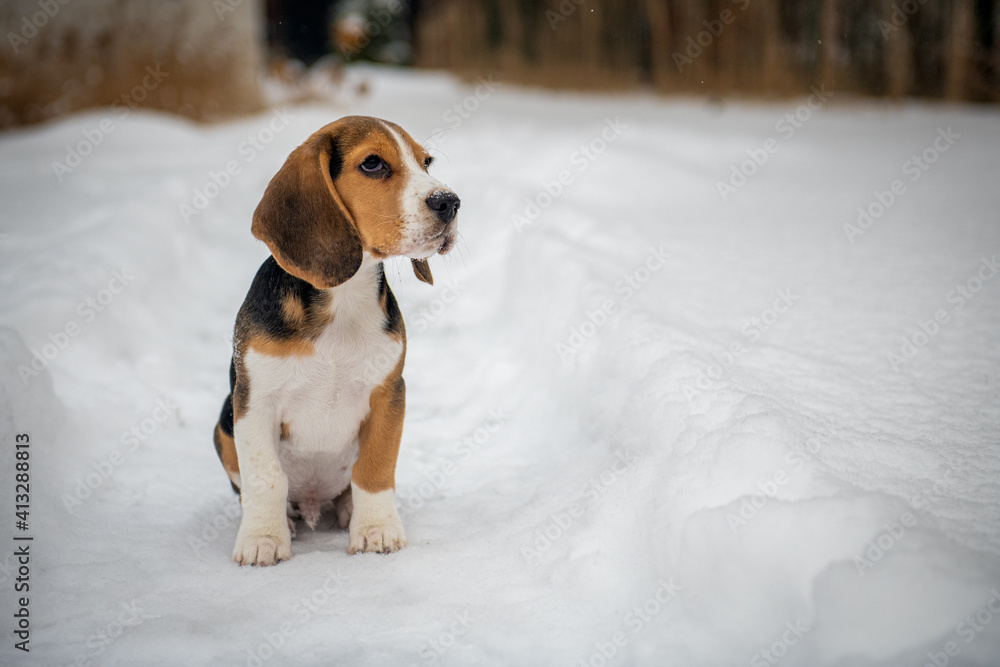 młody Beagle obserwujący zimową aurę - obrazy, fototapety, plakaty 