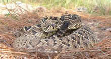 Eastern Diamondback Rattlesnake (crotalus Adamanteus) Coiled In Strike Pose, Tongue Out And Up, Rattle Next To Head, On Long Leaf Pine Tree Needles