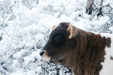 Wall Mural - Young beef calf in winter snow landscape of farm close up, negative space on background.