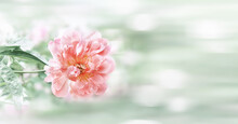 Flower Frame With Pink Peony On A Light Blurred Background. Copy Space