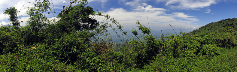 Wall Mural - Tropical Rainforest in Sri Lanka // Tropischer Regenwald in Sri Lanka