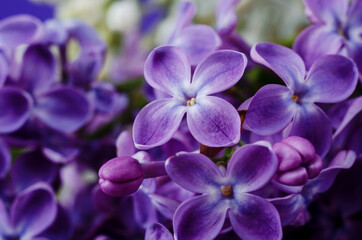 Wall Mural - Beautiful purple lilac flowers. Macro photo of lilac spring flowers.