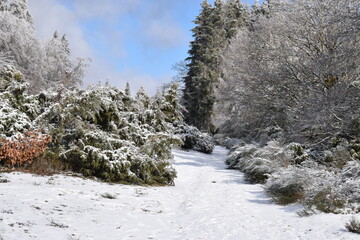 Canvas Print - Winter in der Bergheide in der Eifel