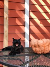 Halloween Cat Yawning With Pumpkin