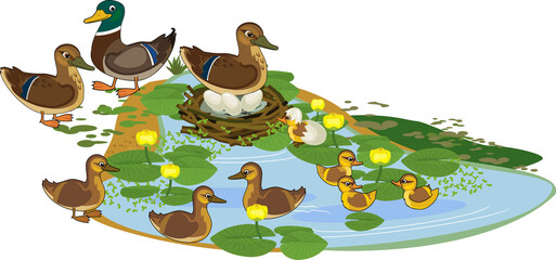Sticker - Pond with life cycle of wild ducks (mallard or Anas platyrhynchos). Blue pond overgrown with yellow water-lily and stages of development of wild duck (mallard) from egg to duckling and adult bird