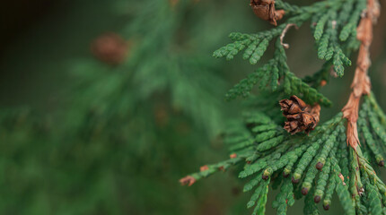 green cypress tree branch close up